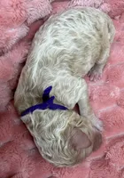 ANGEL - Purple collar, a female Goldendoodle and Double Doodle for sale in Pierson, FL – 4 of 4