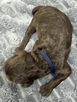 COMET - Navy Blue collar, a female Goldendoodle and Double Doodle for sale in Pierson, FL – 4 of 4