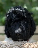 Miss Orange , a female Goldendoodle for sale in Pierson, FL – 9 of 10