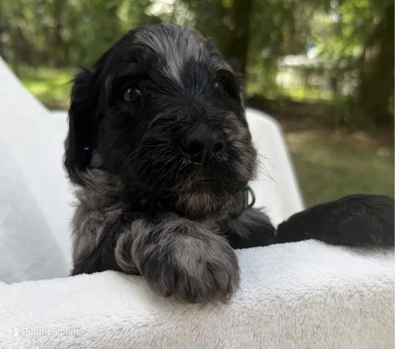 Mr Dark Green Collar – Goldendoodle puppy for sale in Pierson, FL