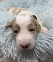 Mr Black Collar, a male Goldendoodle for sale in Pierson, FL – 5 of 7
