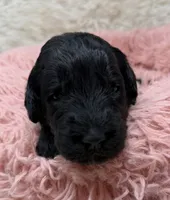Miss Pink Collar, a female Goldendoodle for sale in Pierson, FL – 7 of 7