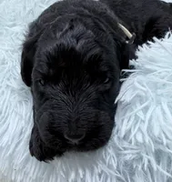 Mr Cream Collar , a male Goldendoodle for sale in Pierson, FL – 2 of 8