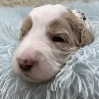 Mr Black Collar, a male Goldendoodle for sale in Pierson, FL – 2 of 7