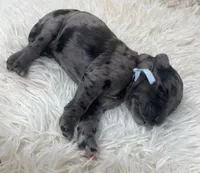 Mr Light Blue Collar, a male Goldendoodle for sale in Pierson, FL – 2 of 4