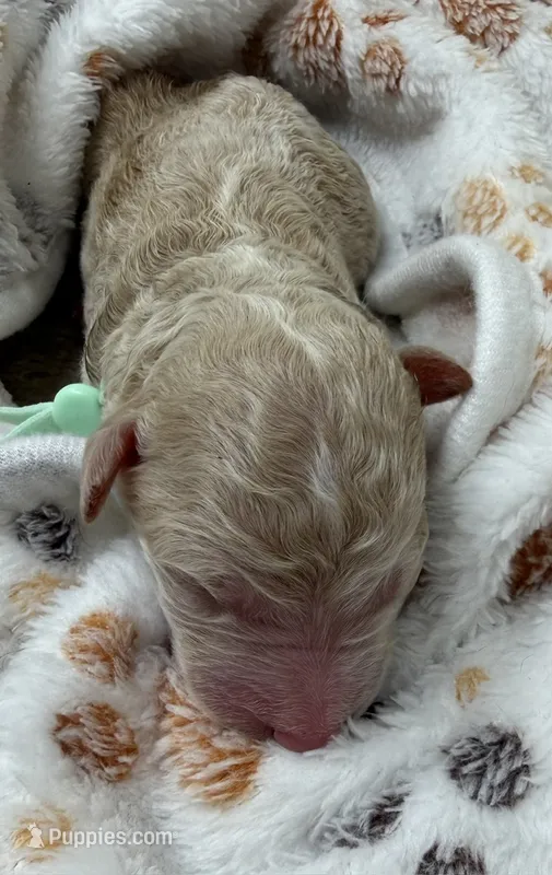 VIXEN - Light Green – Goldendoodle, Double Doodle puppy for sale in Pierson, FL