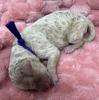 ANGEL - Purple collar, a female Goldendoodle and Double Doodle for sale in Pierson, FL – 2 of 4