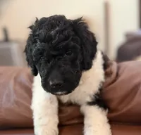 Miss Orange , a female Goldendoodle for sale in Pierson, FL – 7 of 10