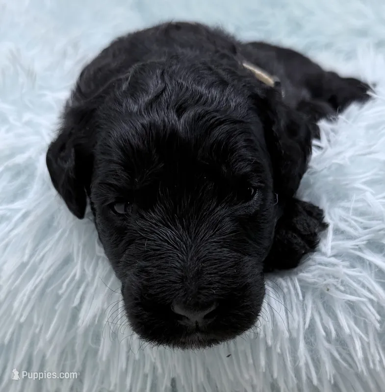 Mr Cream Collar  – Goldendoodle puppy for sale in Pierson, FL