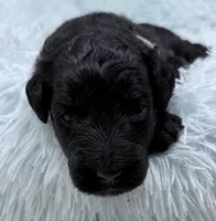 Mr Cream Collar , a male Goldendoodle for sale in Pierson, FL – 1 of 8