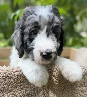 Miss Purple Collar, a female Goldendoodle for sale in Pierson, FL – 6 of 9