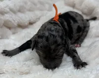 JOY - Orange Collar, a female Goldendoodle and Double Doodle for sale in Pierson, FL – 4 of 4