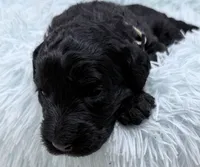 Mr Cream Collar , a male Goldendoodle for sale in Pierson, FL – 3 of 8