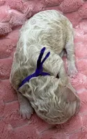 ANGEL - Purple collar, a female Goldendoodle and Double Doodle for sale in Pierson, FL – 3 of 4
