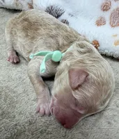 VIXEN - Light Green, a male Goldendoodle and Double Doodle for sale in Pierson, FL – 3 of 3