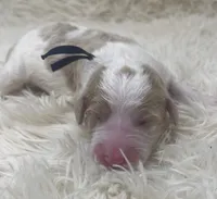Mr Navy Blue Collar, a male Goldendoodle for sale in Pierson, FL – 2 of 4