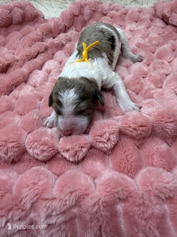 FELICITY - Yellow Collar – Goldendoodle, Double Doodle puppy for sale in Pierson, FL
