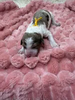 FELICITY - Yellow Collar, a female Goldendoodle and Double Doodle for sale in Pierson, FL – 1 of 3