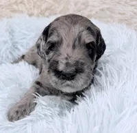 Mr Blue Collar, a male Goldendoodle for sale in Pierson, FL – 4 of 7