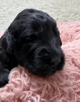 Miss Pink Collar, a female Goldendoodle for sale in Pierson, FL – 5 of 7