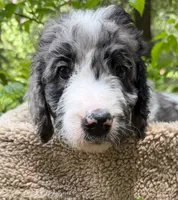 Miss Purple Collar, a female Goldendoodle for sale in Pierson, FL – 1 of 9