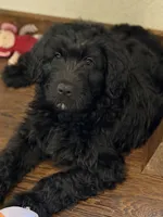 Miss Pink Collar, a female Goldendoodle for sale in Pierson, FL – 2 of 10