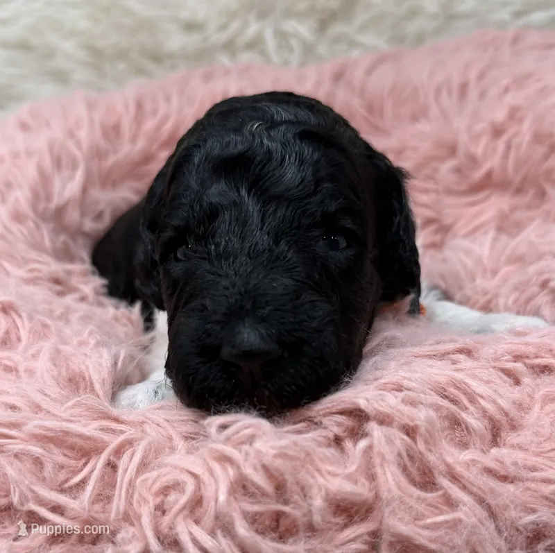 Miss Orange  – Goldendoodle puppy for sale in Pierson, FL