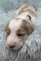 Mr Black Collar, a male Goldendoodle for sale in Pierson, FL – 7 of 7