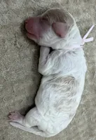 FAITH - Light Pink Collar, a female Goldendoodle and Double Doodle for sale in Pierson, FL – 2 of 4