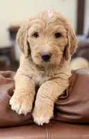 Mr Yellow, a male Goldendoodle for sale in Pierson, FL – 9 of 10