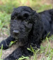 Miss Pink Collar, a female Goldendoodle for sale in Pierson, FL – 7 of 10