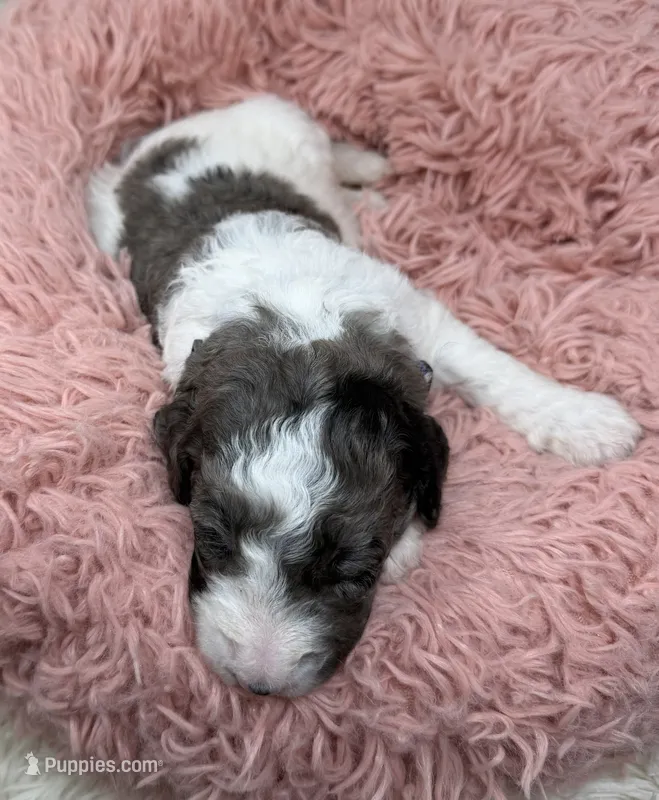 Miss Purple Collar – Goldendoodle puppy for sale in Pierson, FL