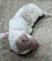FAITH - Light Pink Collar, a female Goldendoodle and Double Doodle for sale in Pierson, FL – 4 of 4