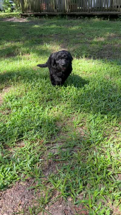 Miss Pink Collar, a female Goldendoodle for sale in Pierson, FL – 9 of 10