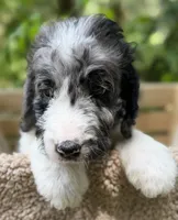 Miss Purple Collar, a female Goldendoodle for sale in Pierson, FL – 7 of 9