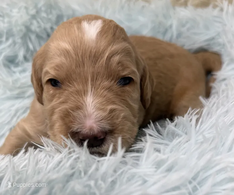 Mr Yellow – Goldendoodle puppy for sale in Pierson, FL