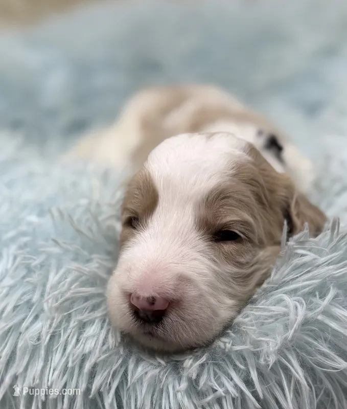 Mr Black Collar – Goldendoodle puppy for sale in Pierson, FL