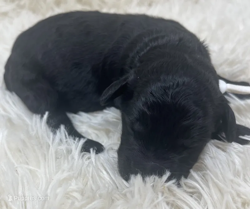 Mr White Collar  – Goldendoodle puppy for sale in Pierson, FL