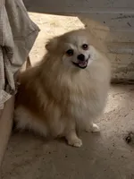 Mia, a female Pomeranian for sale in Lumberton, MS – 4 of 6