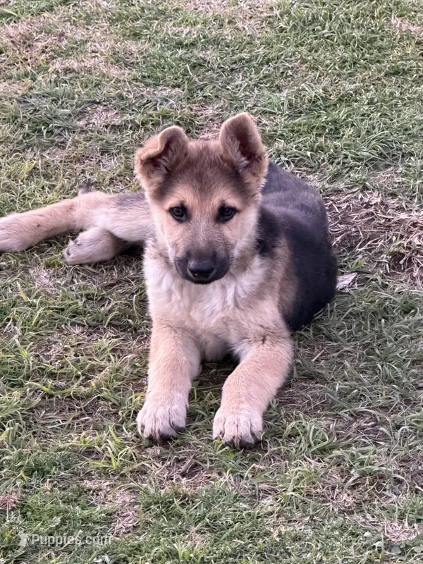 Bob, a male German Shepherd Dog for sale in Lumberton, MS – Photo 1 of 1