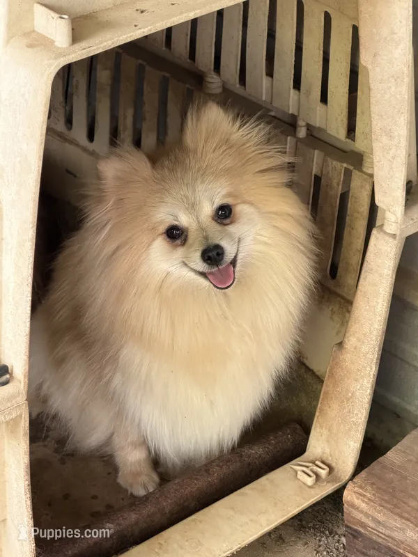 Mia – Pomeranian puppy for sale in Lumberton, MS