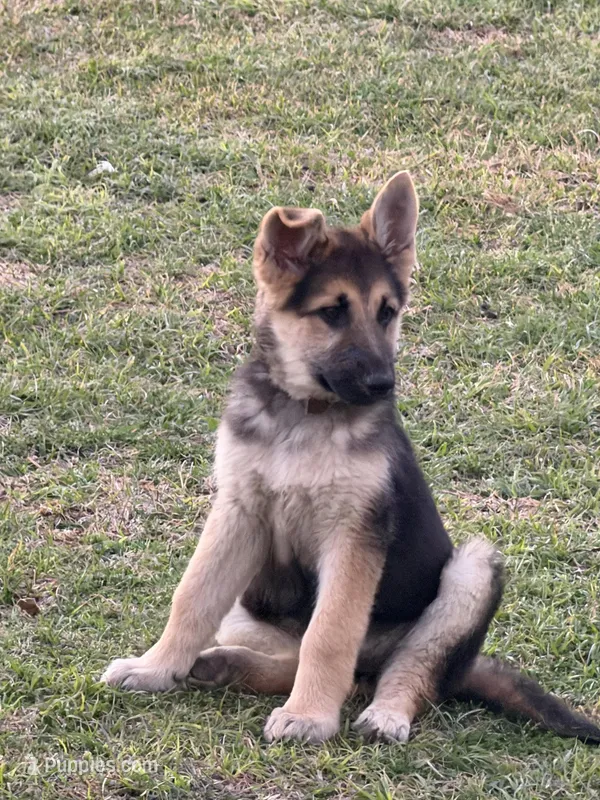 Sue, a female German Shepherd Dog for sale in Lumberton, MS – Photo 1 of 1