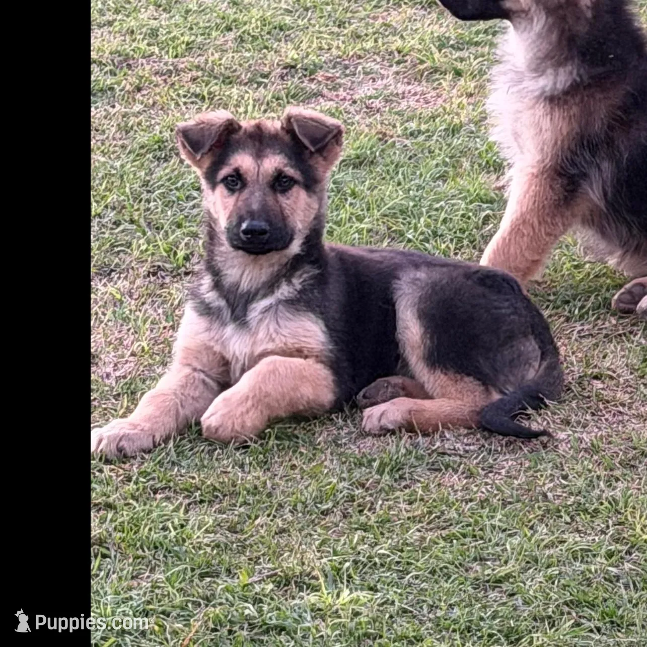 Davie , a male German Shepherd Dog for sale in Lumberton, MS – Photo 1 of 1