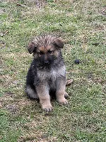 Kaitlin, a female German Shepherd Dog for sale in Lumberton, MS – Photo 2 of 3