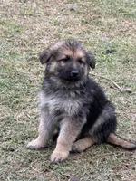 Kaitlin, a female German Shepherd Dog for sale in Lumberton, MS – Photo 3 of 3