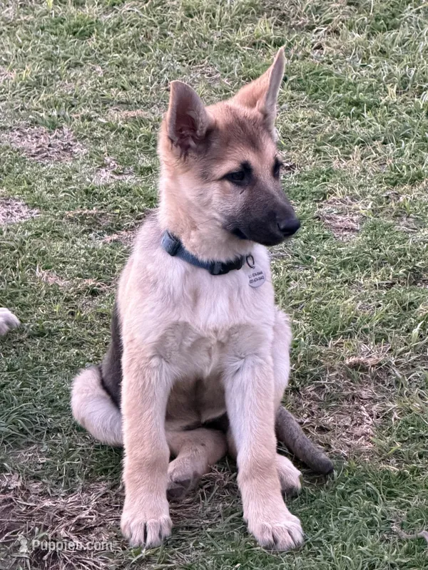 Becky, a female German Shepherd Dog for sale in Lumberton, MS – Photo 1 of 1