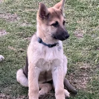 Becky, a female German Shepherd Dog for sale in Lumberton, MS – 1 of 1