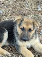 Kaeleigh, a female German Shepherd Dog for sale in Lumberton, MS – Photo 1 of 4