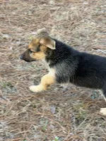 Kaeleigh, a female German Shepherd Dog for sale in Lumberton, MS – Photo 3 of 4