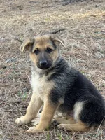 Kaeleigh, a female German Shepherd Dog for sale in Lumberton, MS – Photo 4 of 4